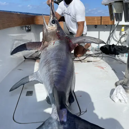 A Swordfish caught aboard the Double Threat on a Miami fishing charter