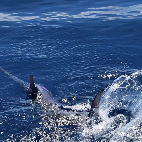 A Swordfish caught aboard the Double Threat on a Miami fishing charter