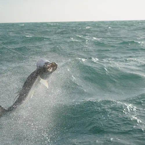 A Tarpon caught aboard the Double Threat on a Miami fishing charter