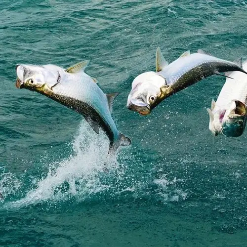 A Tarpon caught aboard the Double Threat on a Miami fishing charter