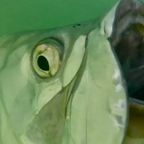 A Tarpon caught aboard the Double Threat on a Miami fishing charter