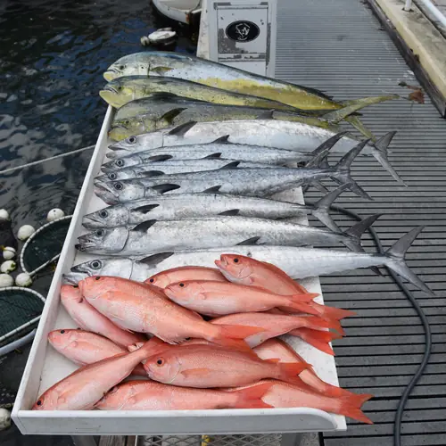 A Vermillion Snapper caught aboard the Double Threat on a Miami fishing charter