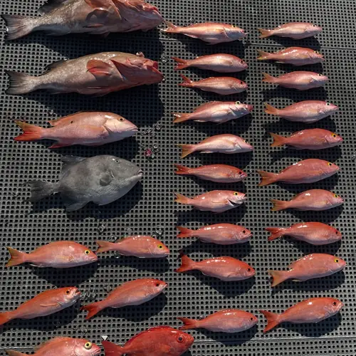 A Vermillion Snapper caught aboard the Double Threat on a Miami fishing charter
