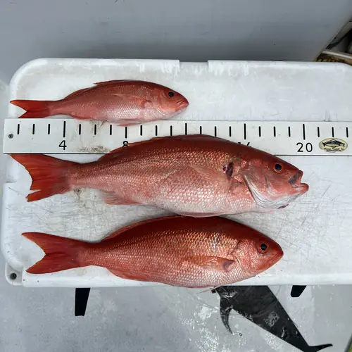 Vermillion snapper on the measuring board