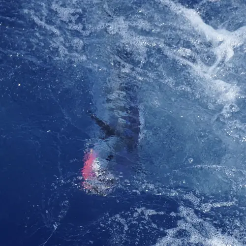 A Wahoo caught aboard the Double Threat on a Miami fishing charter