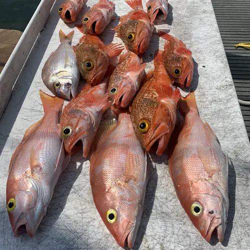 A Yellow-Eye Snapper caught aboard the Double Threat on a Miami fishing charter