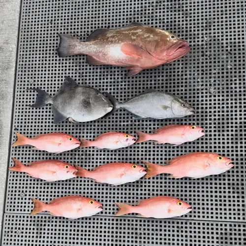 A Yellow-Eye Snapper caught aboard the Double Threat on a Miami fishing charter