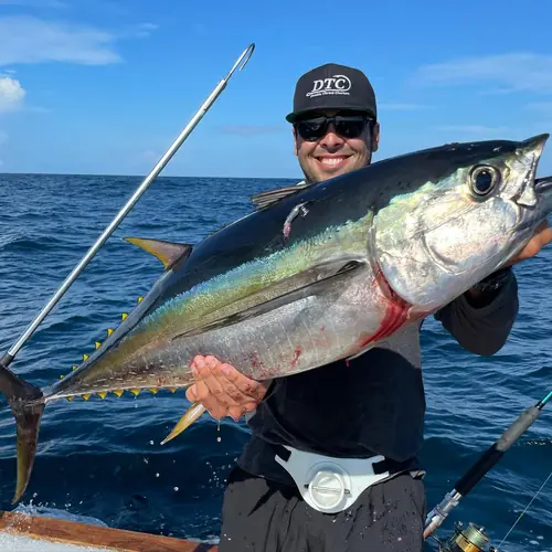 A Yellowfin Tuna caught aboard the Double Threat on a Miami fishing charter