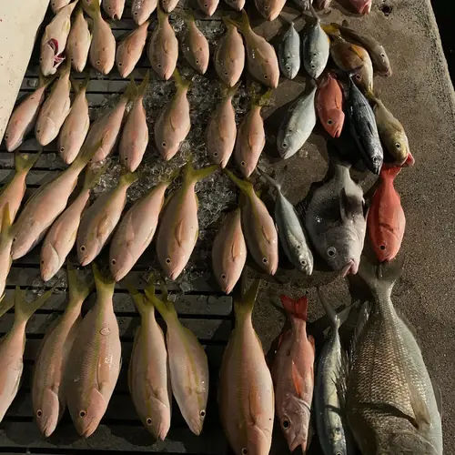 A Yellowtail Snapper caught aboard the Double Threat on a Miami fishing charter