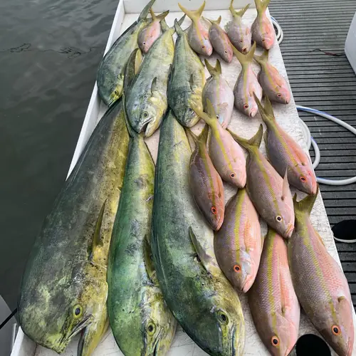 A Yellowtail Snapper caught aboard the Double Threat on a Miami fishing charter