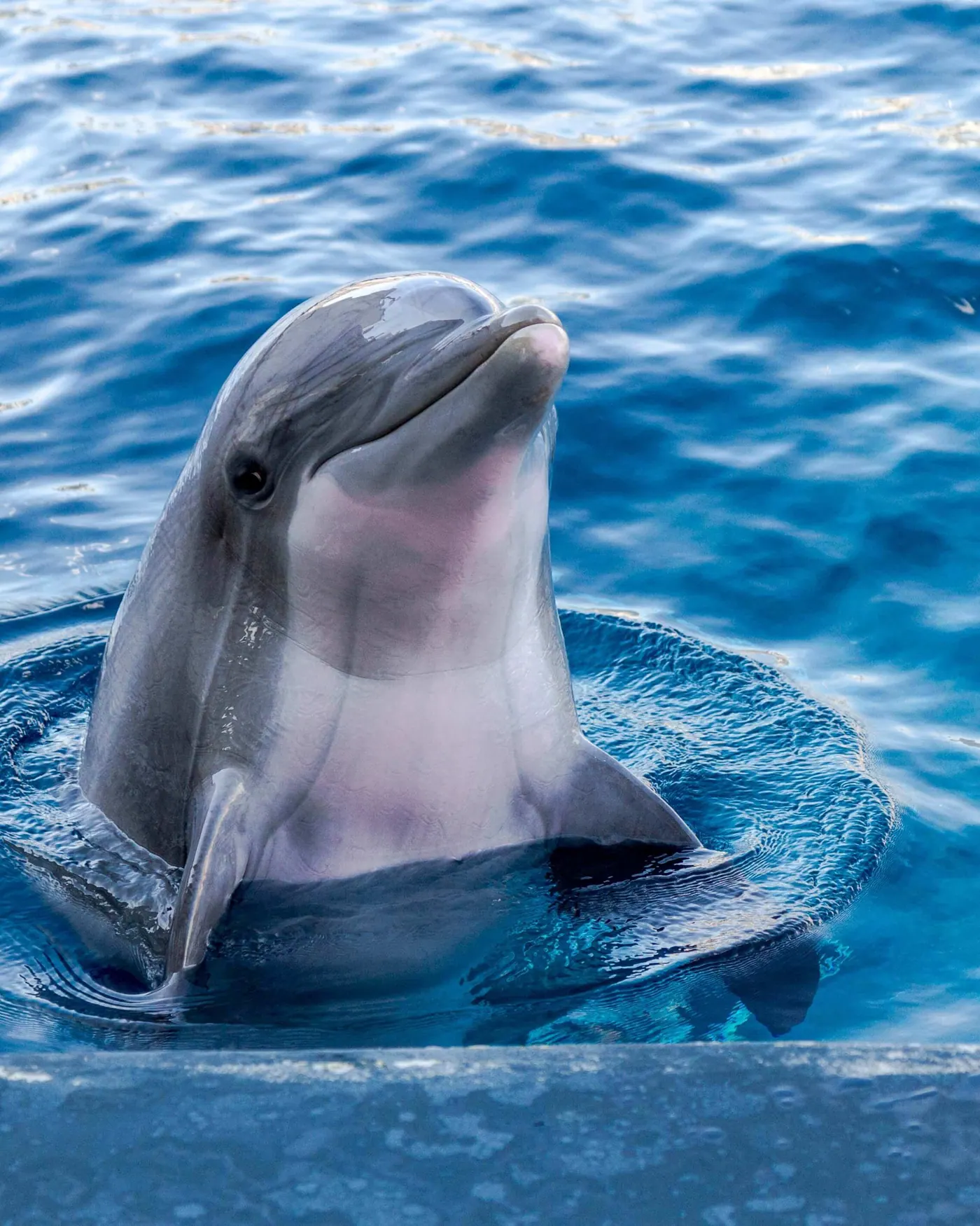 Update to Dolphin Bag Limit