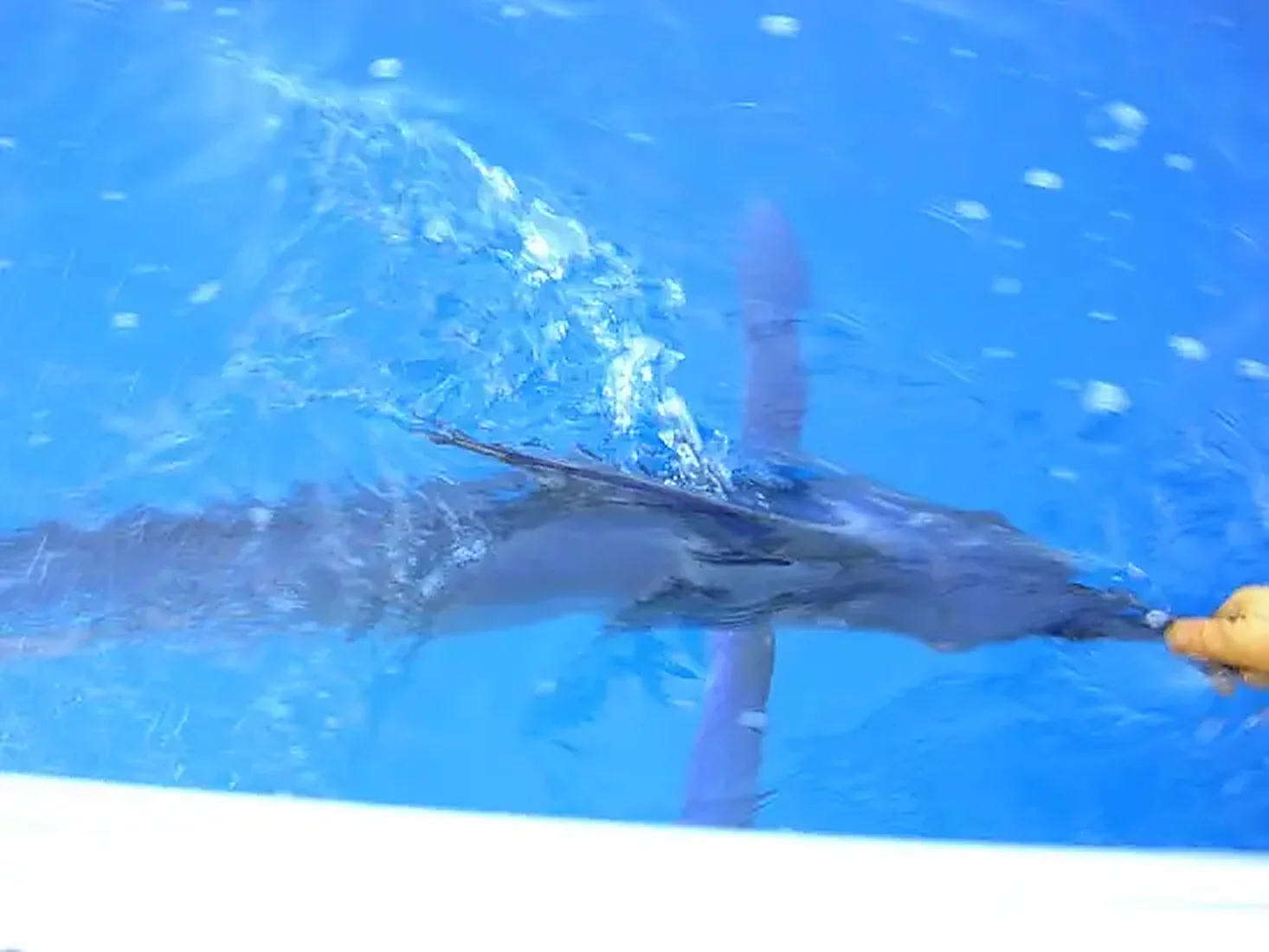 White Marlin