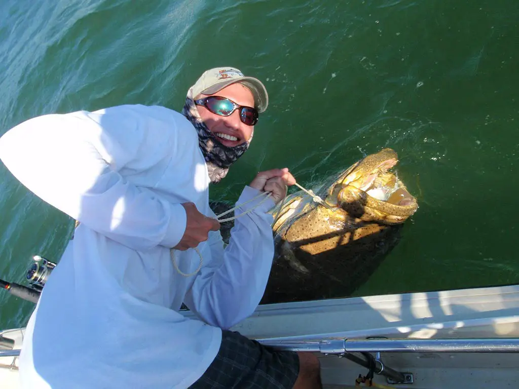 Goliath Grouper