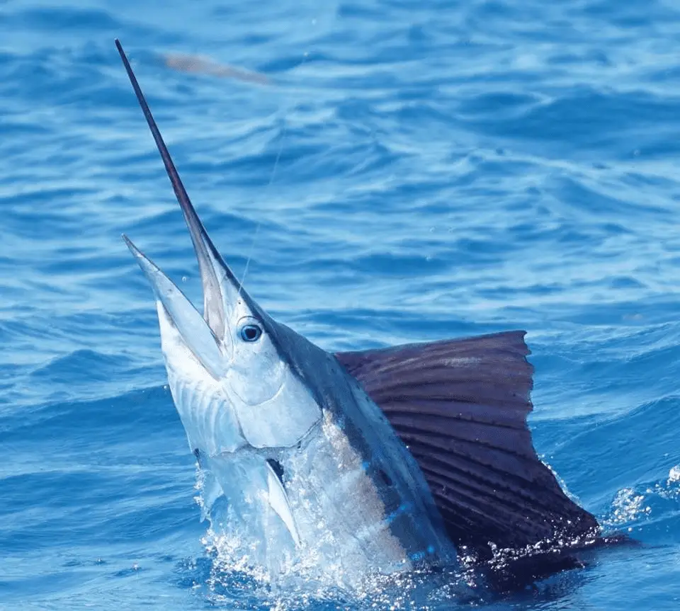 A sailfish with its sail up breaking the surface to eat a bait off Miami