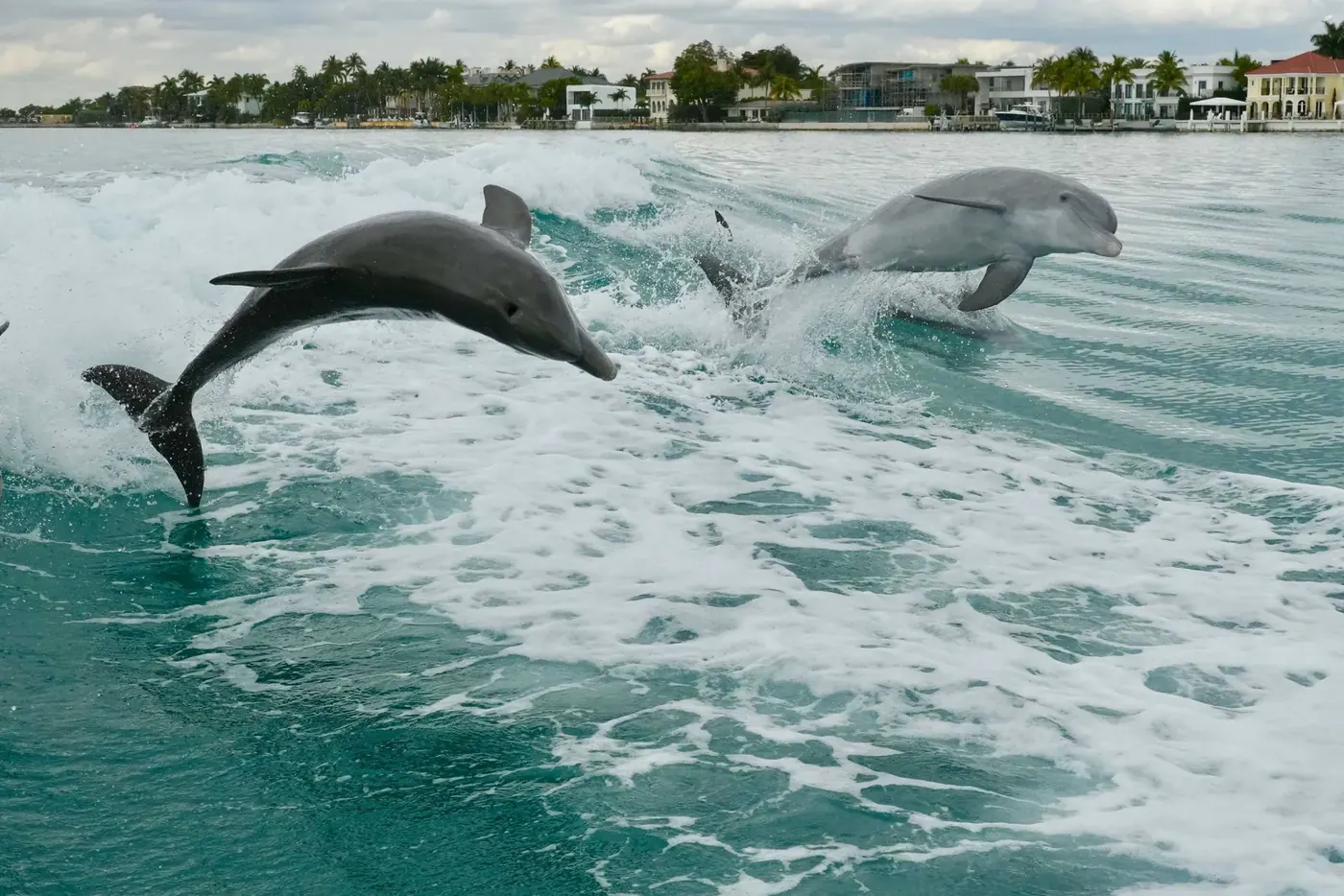 Dolphin, Turtles, and Seabirds: The Wildlife You’ll See Fishing in Miami