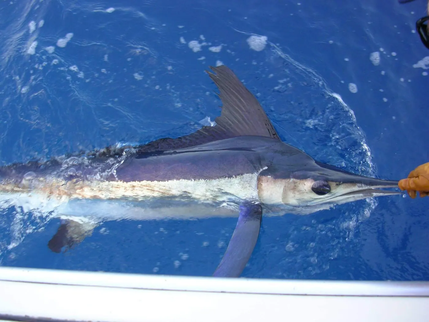 white marlin