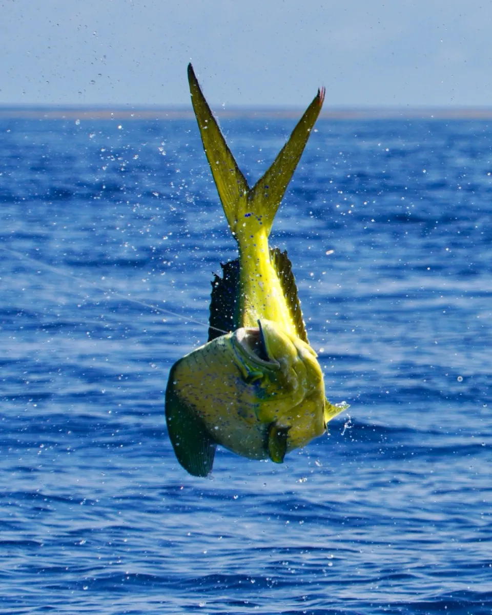 202605251758172 image4