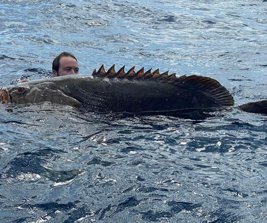 Goliath Grouper Miami