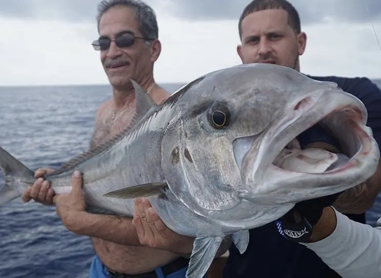 Wreck Fishing Rig for Grouper and Amberjack