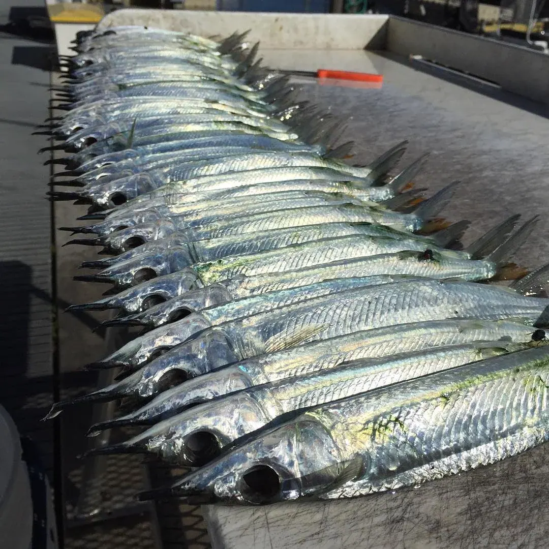 ballyhoo prepped for the freezer