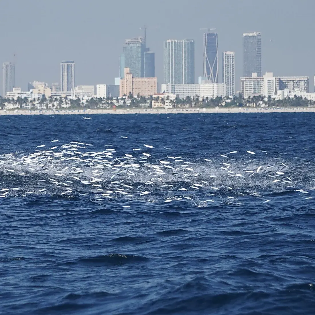 A large ballyhoo shower spraying across the surface off Miami Beach with the skyline behind