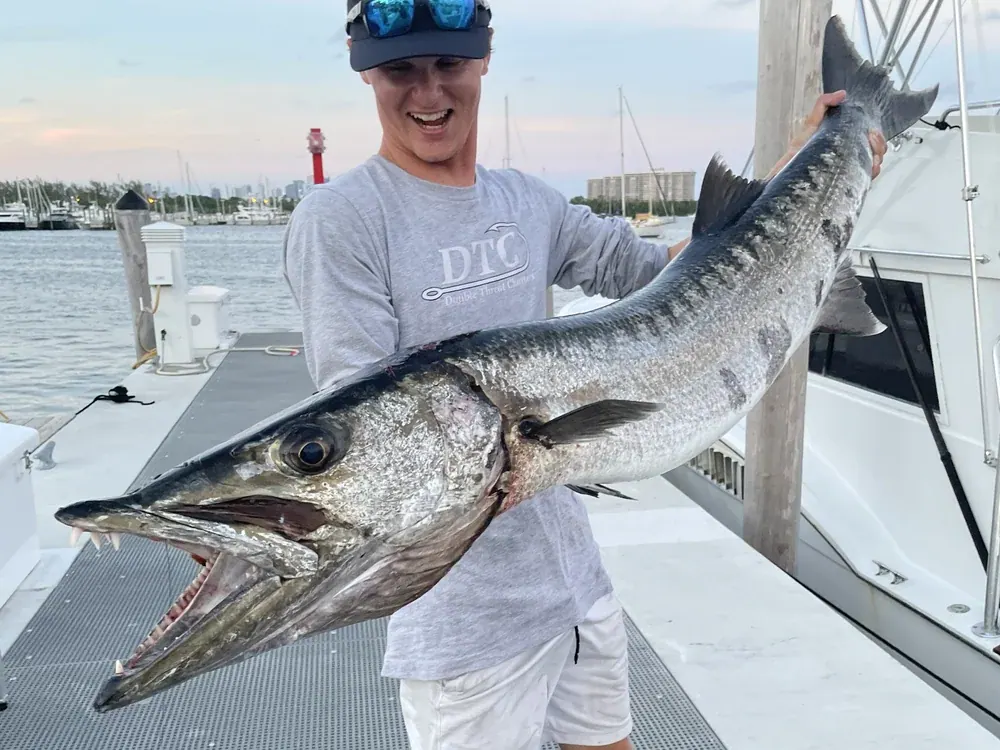 Barracuda