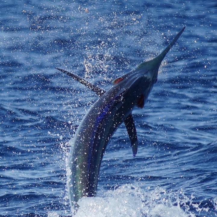 blue marlin 2