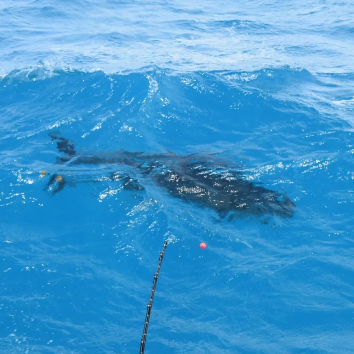 Bluefin Tuna