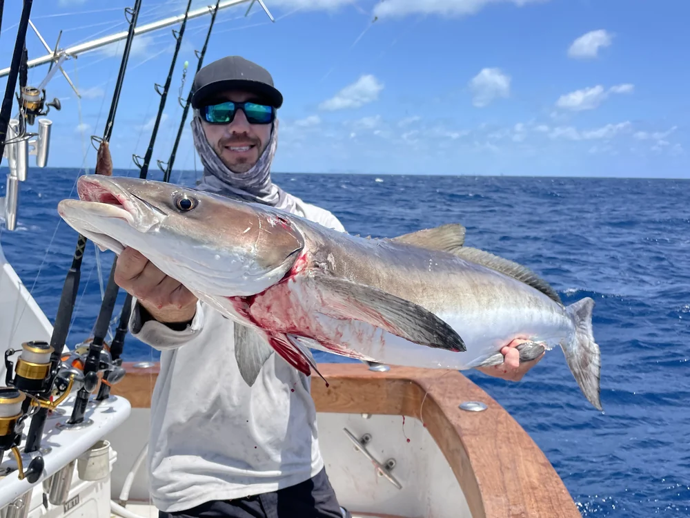 Cobia