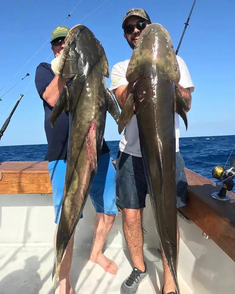 A pair of cobia caught offshore Miami aboard the Double Threat
