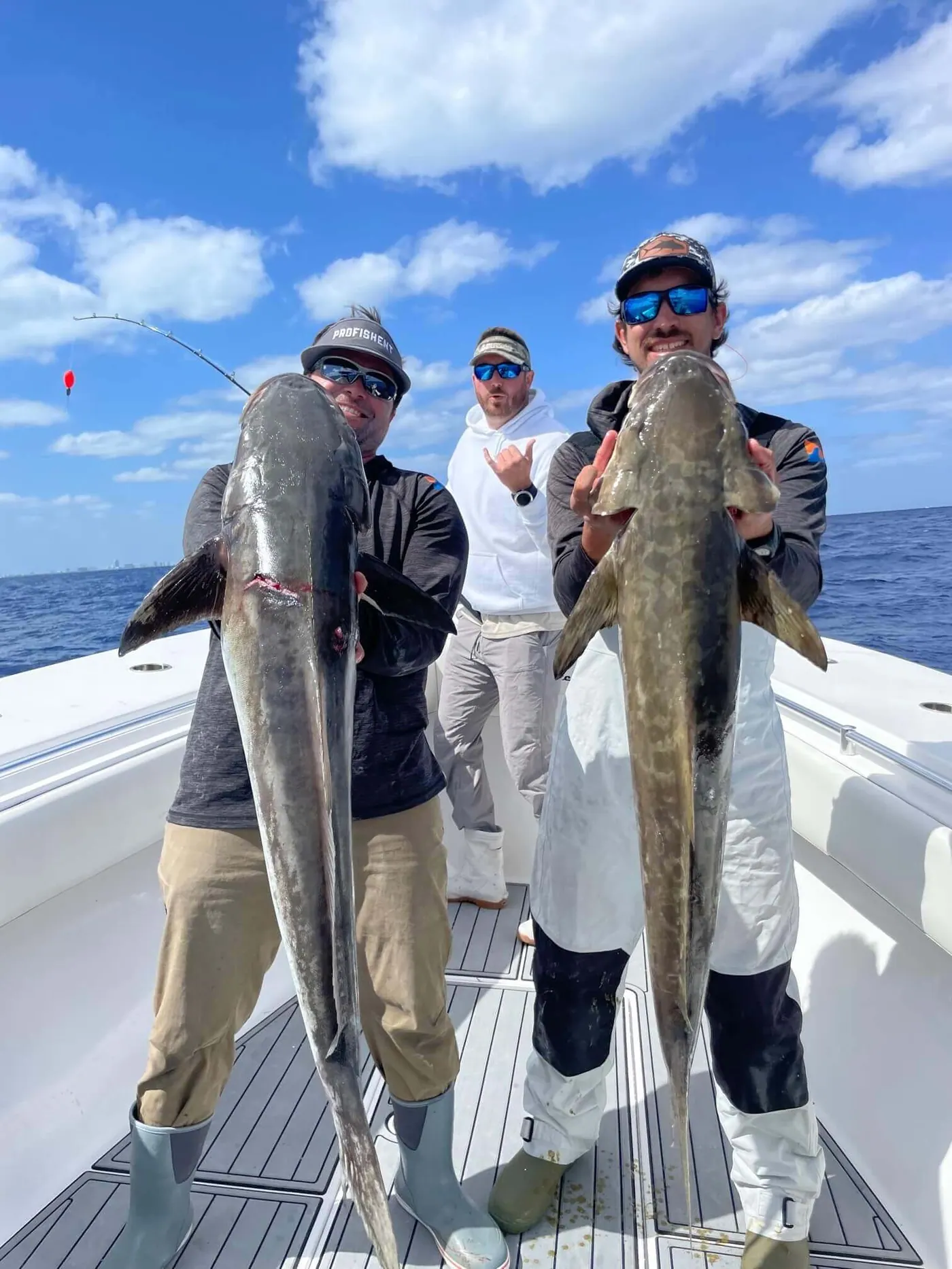 cobia 2