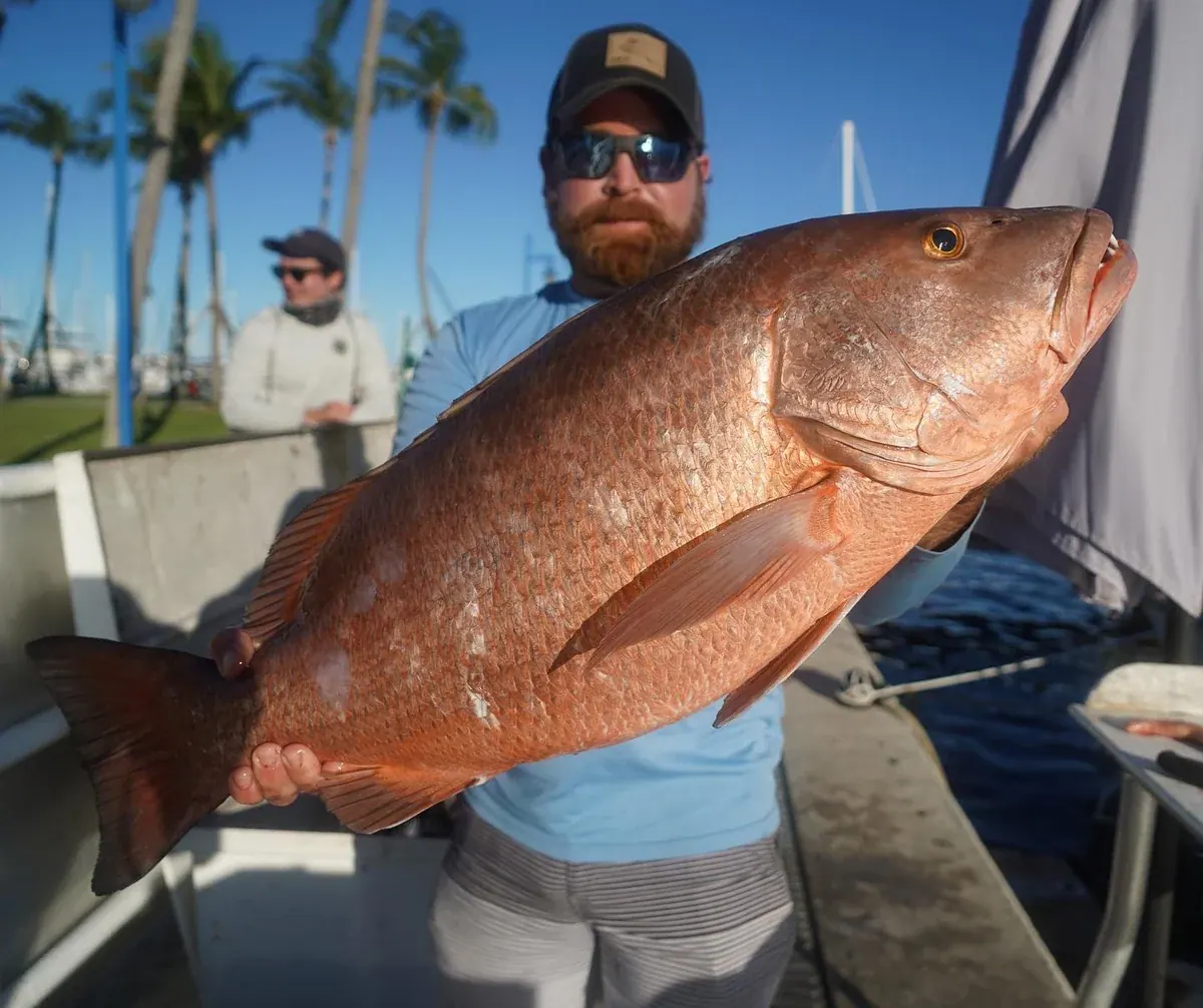 Cubera Snapper