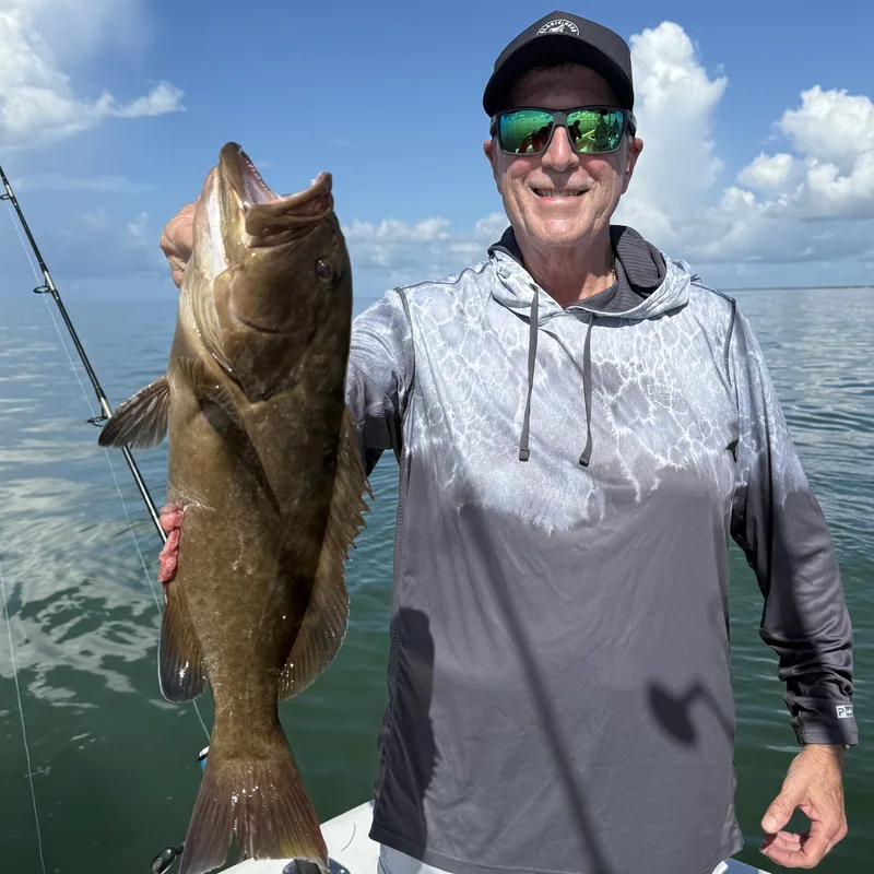 Gag Grouper