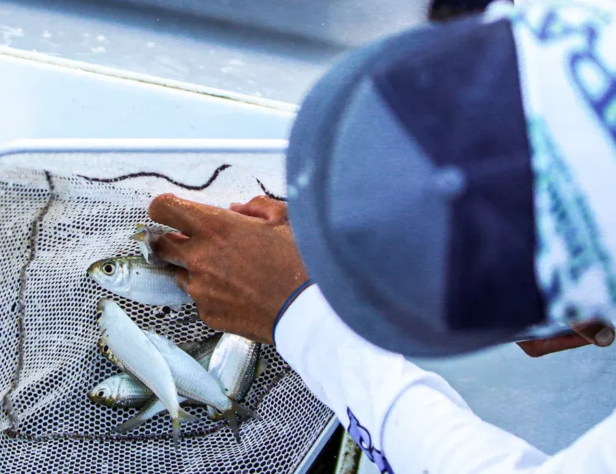 Live bait sorted into the livewell before a Double Threat charter