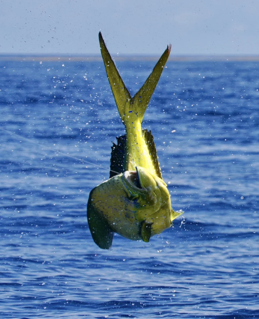 A mahi-mahi jumping clear of the water off Miami