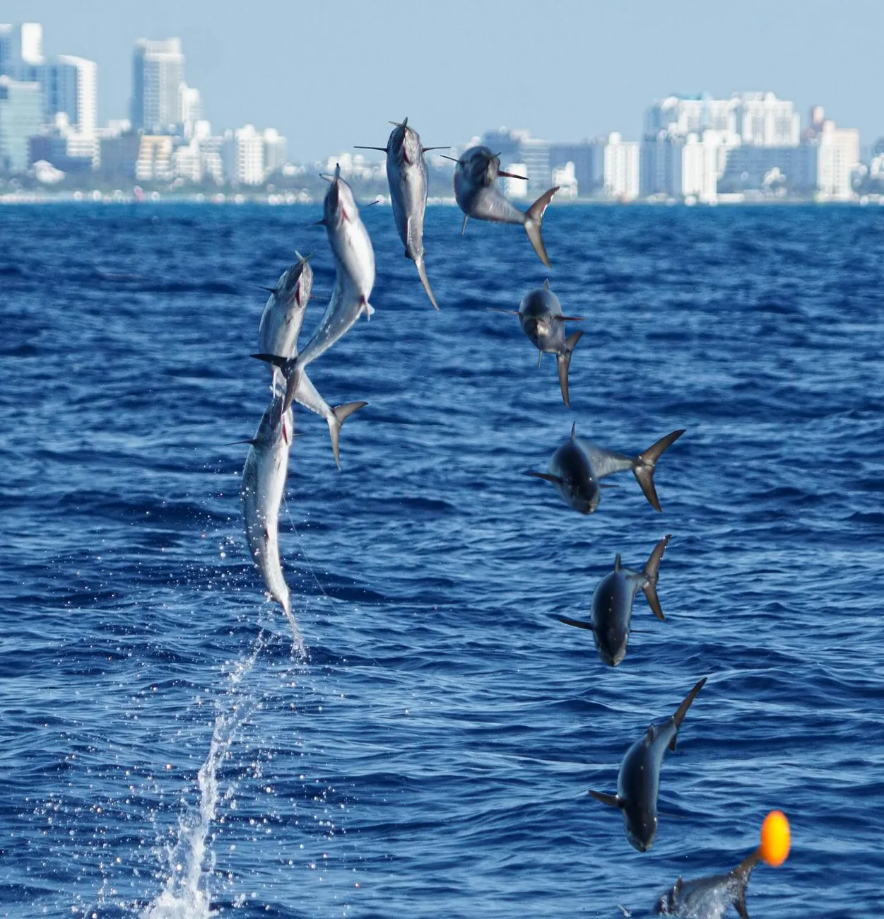 A school of kingfish skyrocketing out of the water off Miami