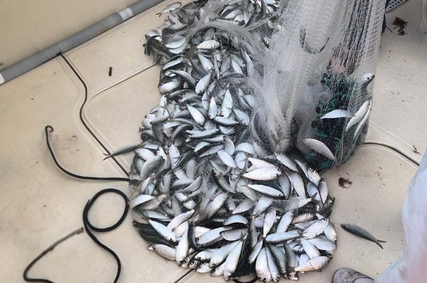live bait pilchards
