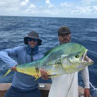 mahi