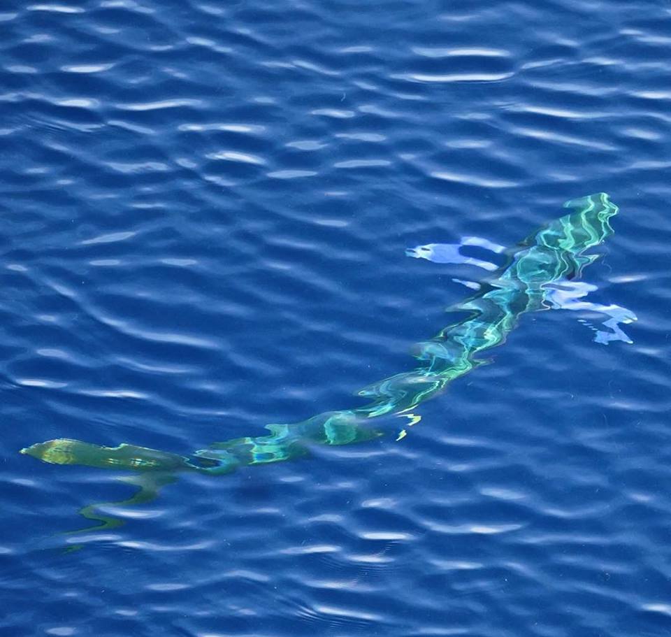 mahi