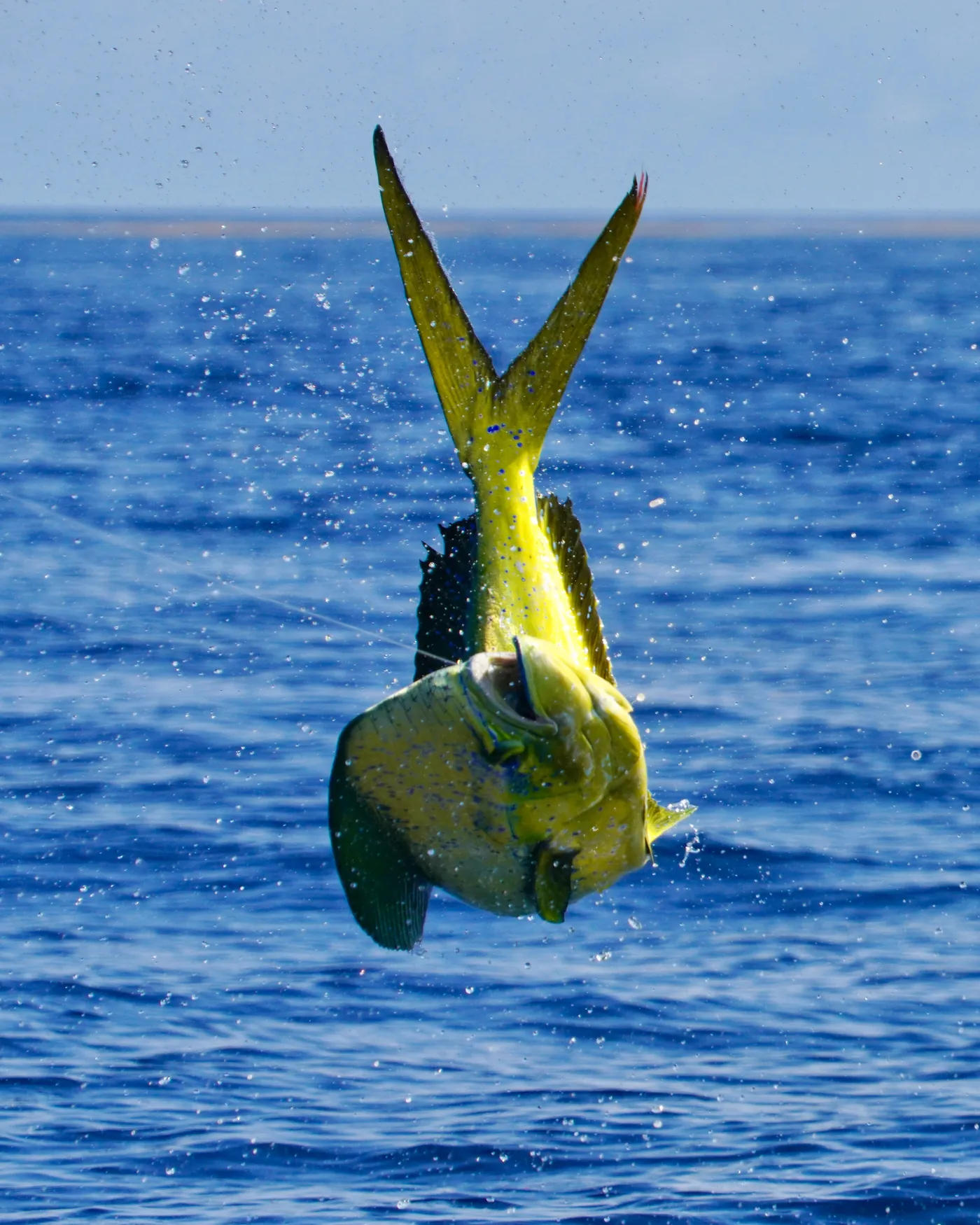 Mahi mahi jumping off Miami