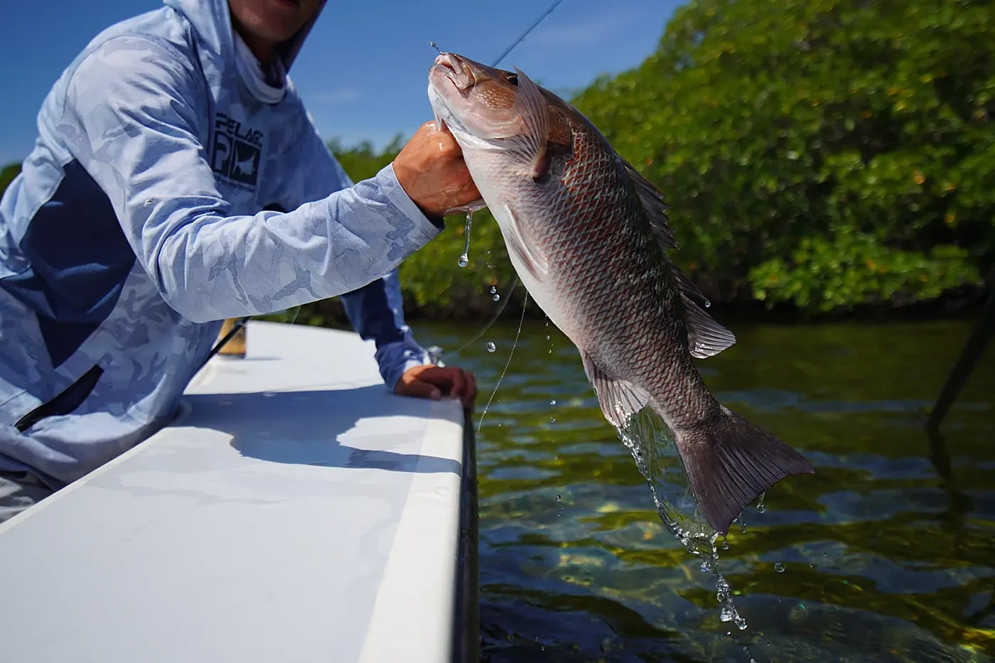 An angler holding a mangrove snapper boatside in the Biscayne Bay backcountry