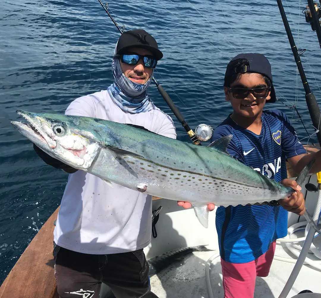 Cero Mackerel