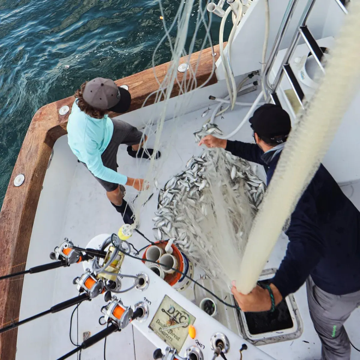 cast netting live pilchards