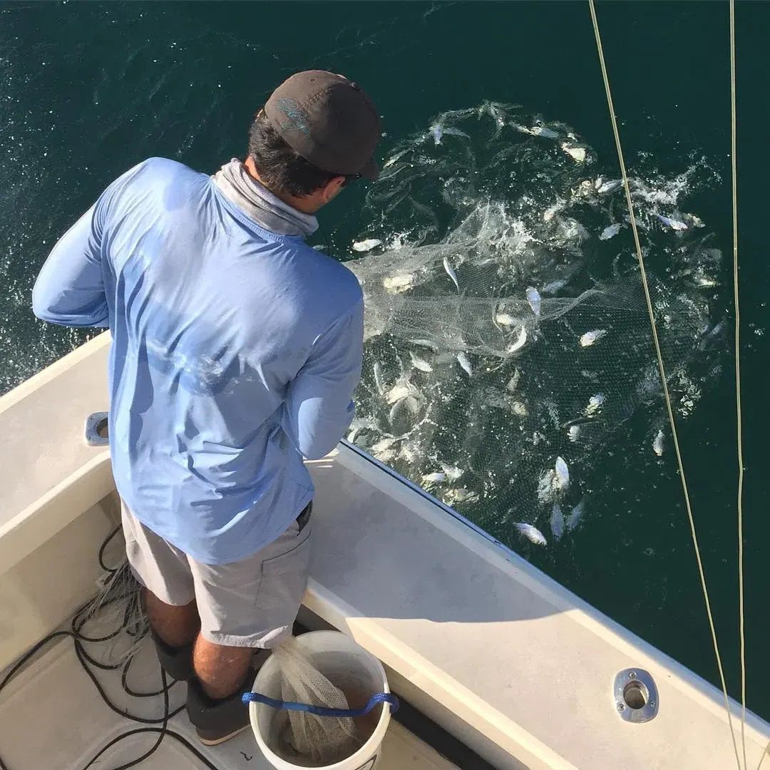 Live chumming with pilchards behind the boat