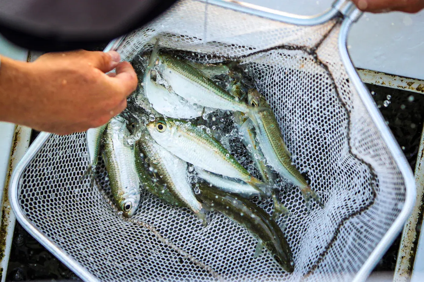 A cast net full of pilchards