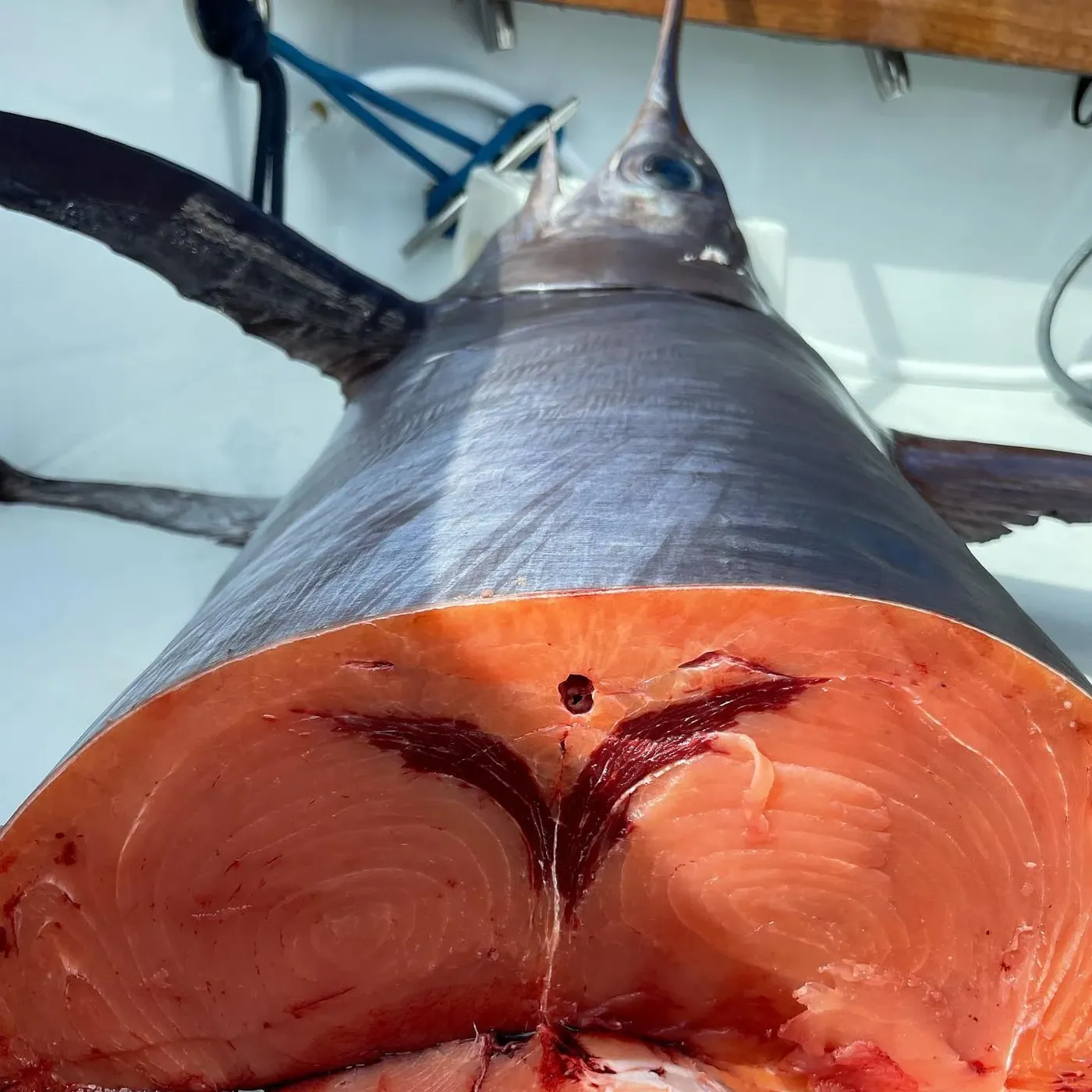 A rare pumpkin swordfish on deck, cut to show its orange flesh