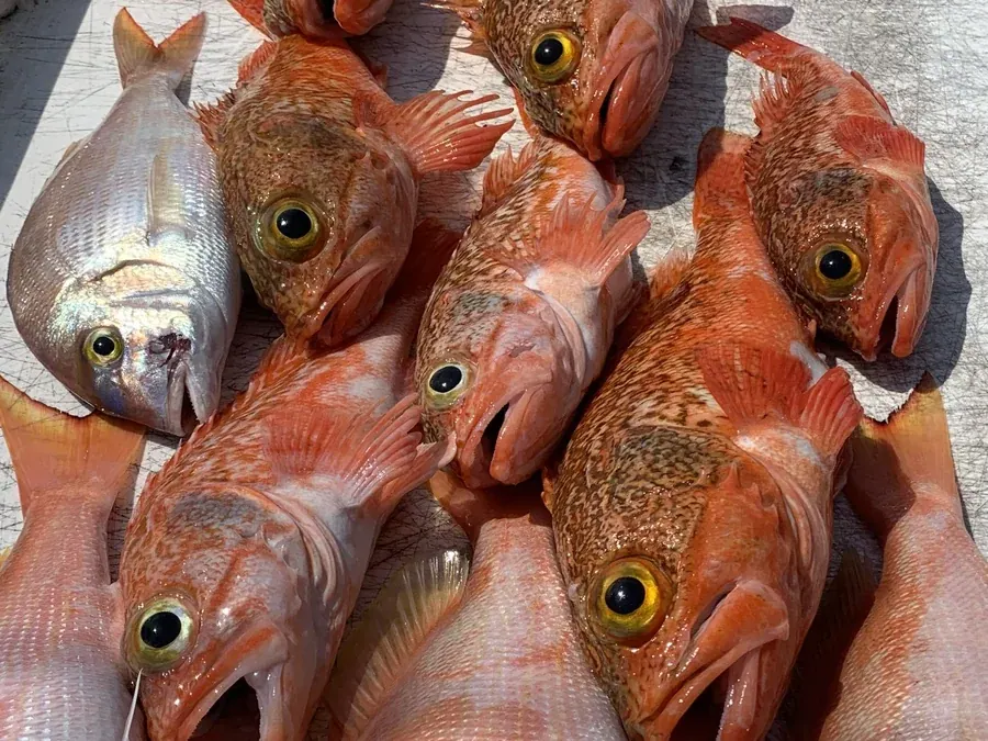 Blackbelly Rosefish