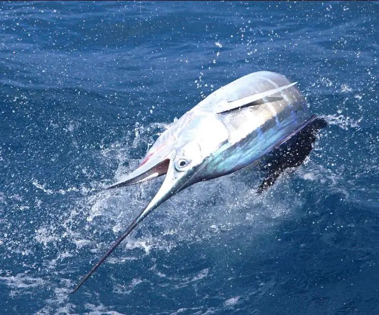 A free-jumping sailfish crashing across the surface off Miami