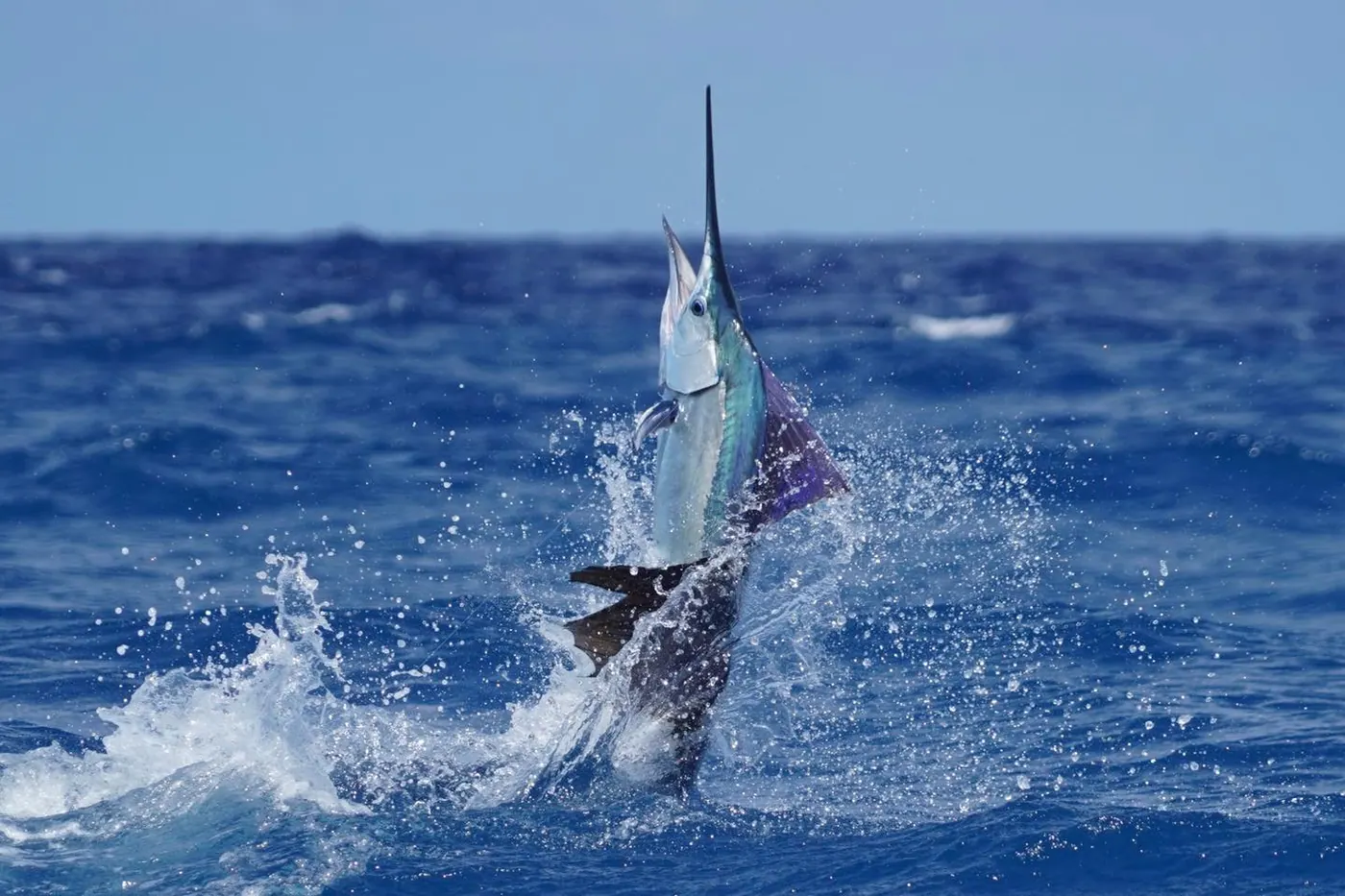 sail 1