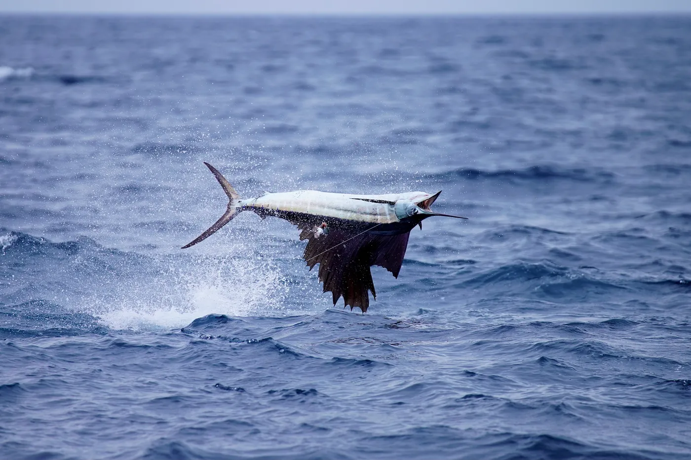 Sailfish jumping with its sail fanned out off Miami